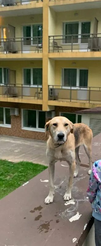 щенки комплекс провинциала