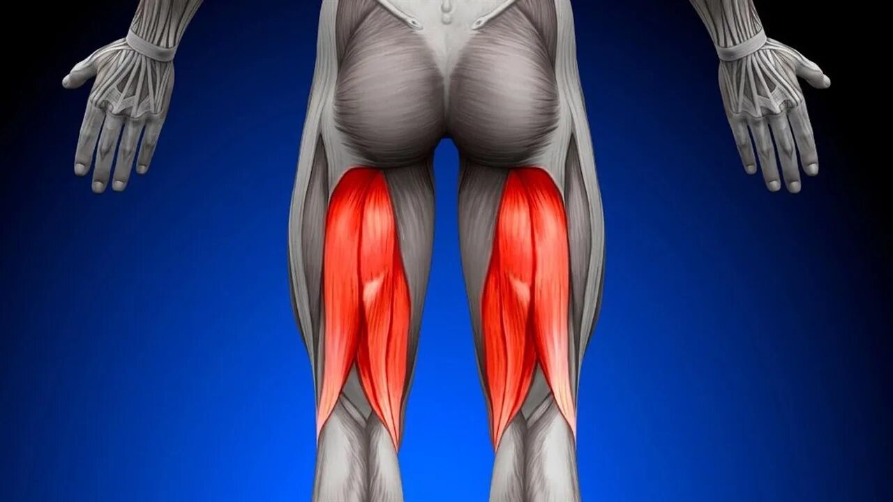Сухожилие бедро задняя. Мышцы бицепса бедра анатомия. Задняя поверхность бедра. Мышцы задней поверхности бедра. Задняя двуглавая мышца бедра.