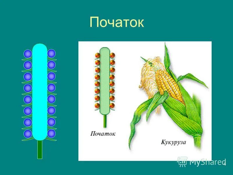 Простой початок. Схема початка кукурузы. Строение соцветия початок. Схема строения соцветия початок. Растения у которых соцветие початок.