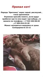 Почему пропадают кошки
