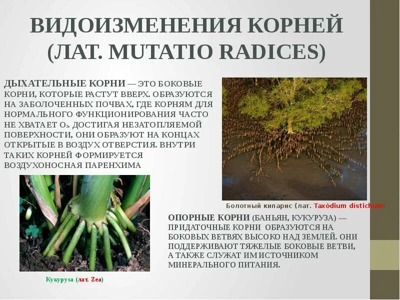 В каком растении развиваются видоизмененные корни. Дыхательные корни видоизменение.