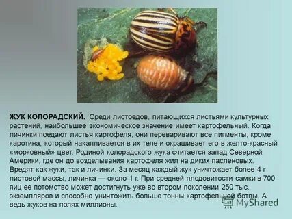 Откуда прибыл колорадский жук