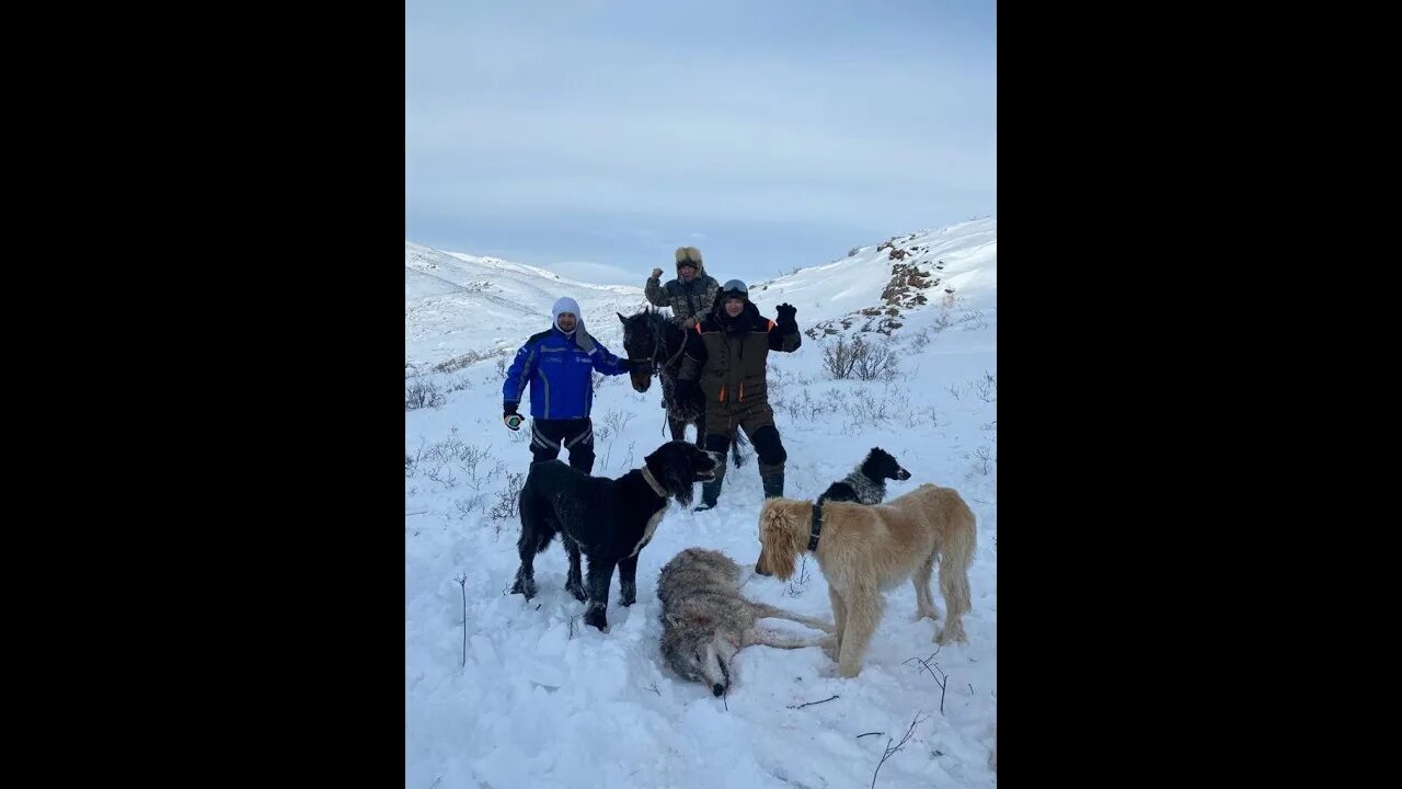 казахский волк флаг. казах волка. казахские волчий шапка. волк флаг казахстан. флаг казахстана.
