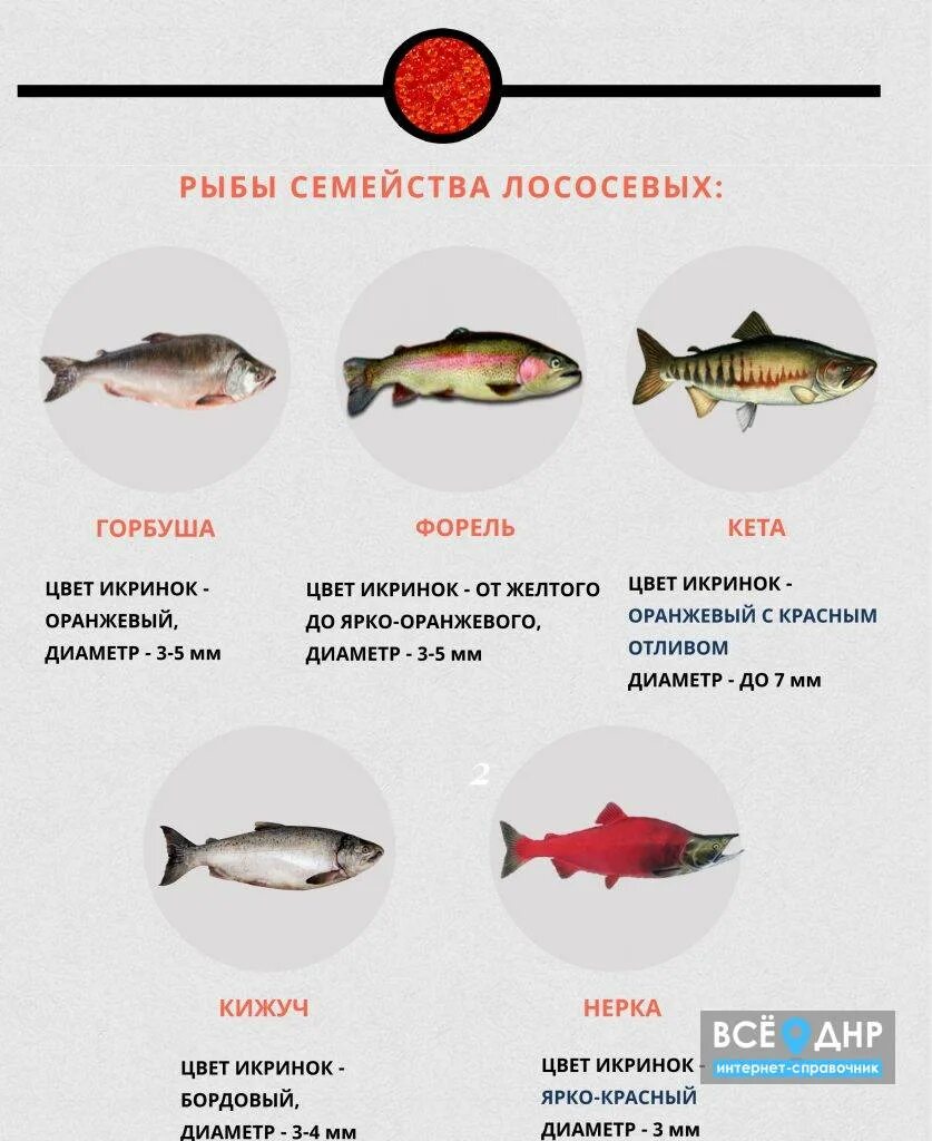 Какие бывают виды красной рыбы. Красная рыба названия список. лососёвые породы рыб перечень. рыба семейства лососевых список названий. сорта красной рыбы.