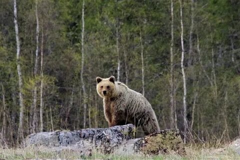 Животные мурманска