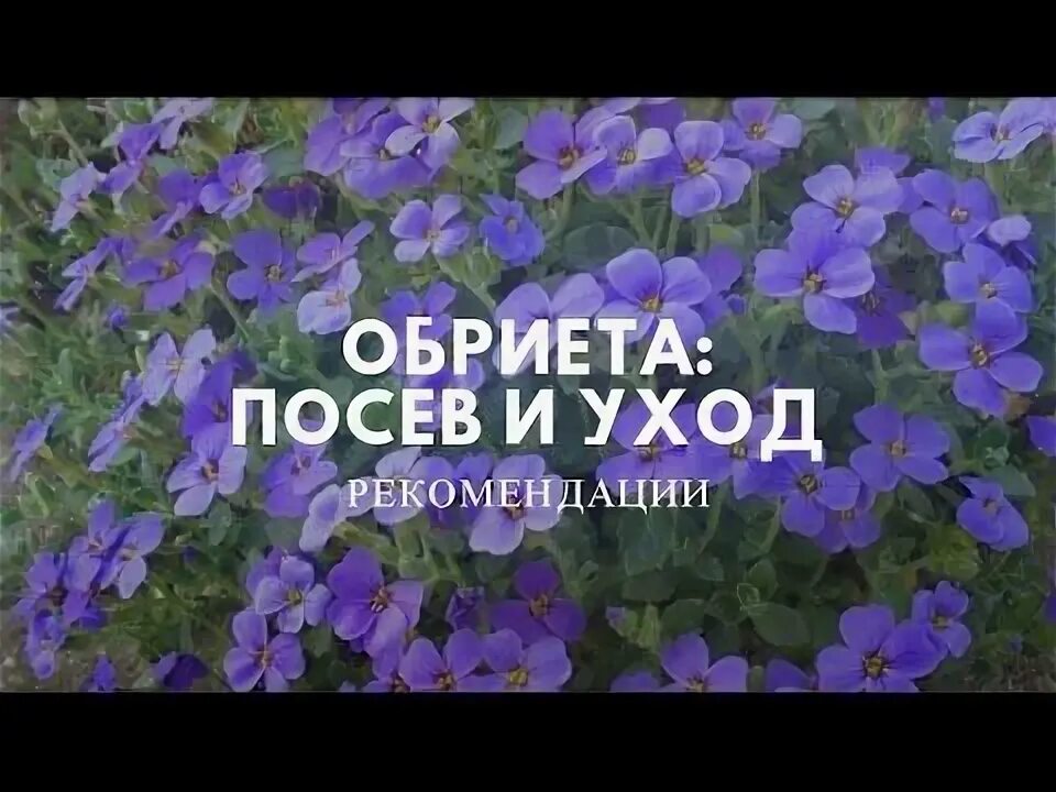 Как вырастить обриету из семян