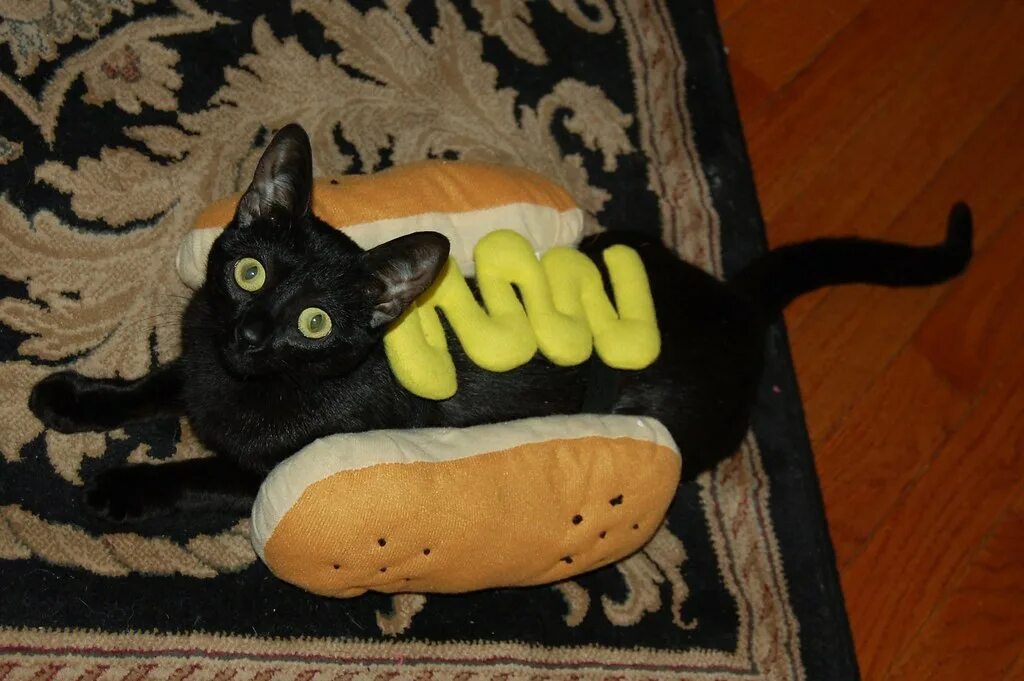 Кот с сосисками. Кот с пирогом. Кот бутерброд. Кот сосиска игрушка. Включи сосиска сосиска туц тудуц