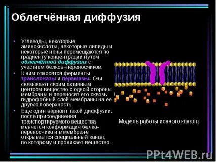 Путем диффузии