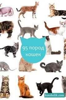 Какие породы кошачьих