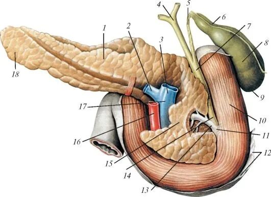 Кишка в форме подковы. Вирсунгов проток поджелудочной железы. Проток двенадцатиперстной кишки. Желчный пузырь, Vesica fellea (Biliaris). Двенадцатиперстная кишка протоки.