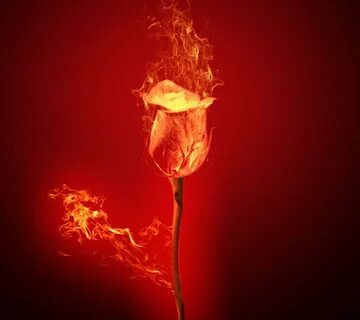 Fire rose