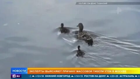 Гибель уток