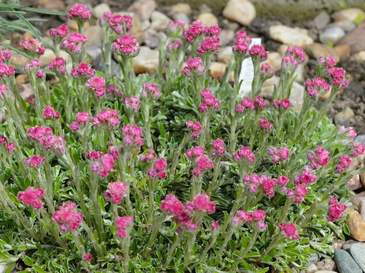 Антеннария двудомная Кошачья лапка. Кошачья лапка (Antennaria dioica). Антеннария (Кошачья лапка) Alba. Антеннария двудомная. Какая кошачья лапка