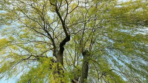 Des arbres