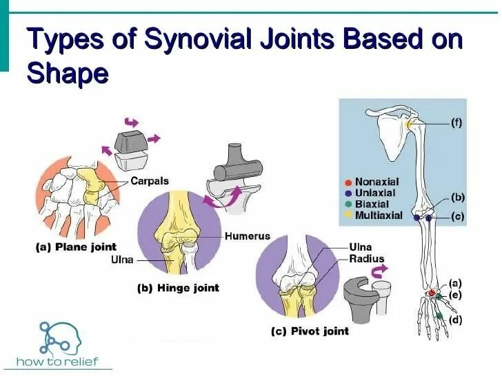 Types of Joints. Plane Joint. Joint-LK лампа Joint. Bone & Joint support.