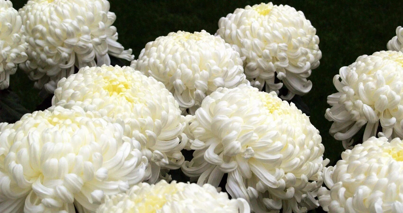 Хризантемы шарики. Хризантема белая помпонная. Хризантема Элизабет. Хризантема Виена Вайт.