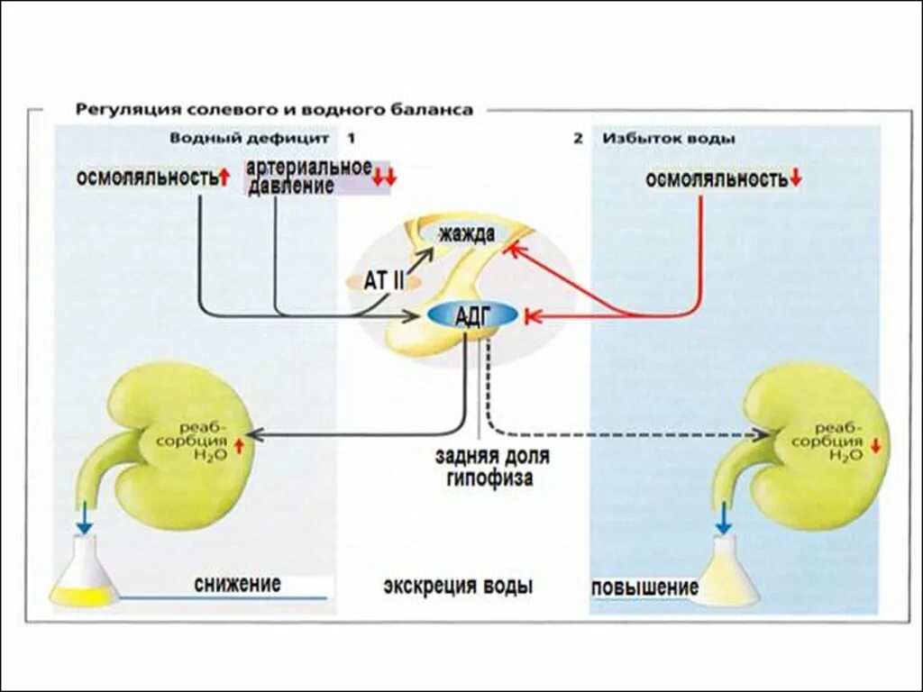 Регуляции водно солевого обмена в организме человека. Регуляция водно-солевого баланса. Регуляция водно солевого баланса почками. Водно солевой баланс почки. Регуляция водно-электролитного обмена.