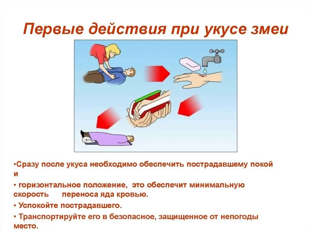 Укусы животных змей насекомых. Помощь при укусах насекомых и животных. Первая помощь при укусах змей и насекомых. Оказание первой помощи при укусе змеи и насекомых. Первая помощь при укусах змей клещей и ядовитых насекомых.