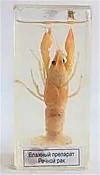 влажный препарат внутреннее строение птицы. влажный препарат внутреннее строение крысы. влажный препарат креветка. влажный препарат внутреннее строение рыбы. мокрый препарат.