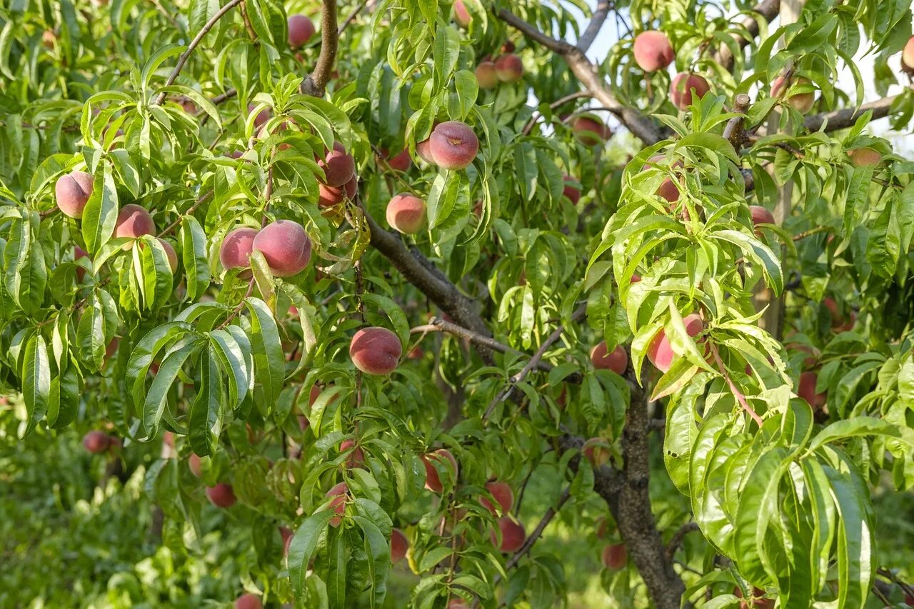 Сколько лет персика