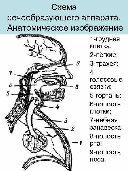 Рисунок голосового аппарата человека. Схема голосового аппарата. строение голосового аппарата. строение речевого аппарата. структура речевого аппарата схема.