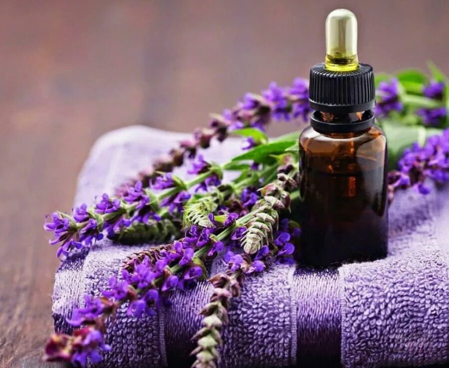 Шалфей лекарственный лрс. Масло шалфея мускатного. Шалфей аптечный растение. Шалфей лекарственный лрс. Шалфей лекарственный чабрец.