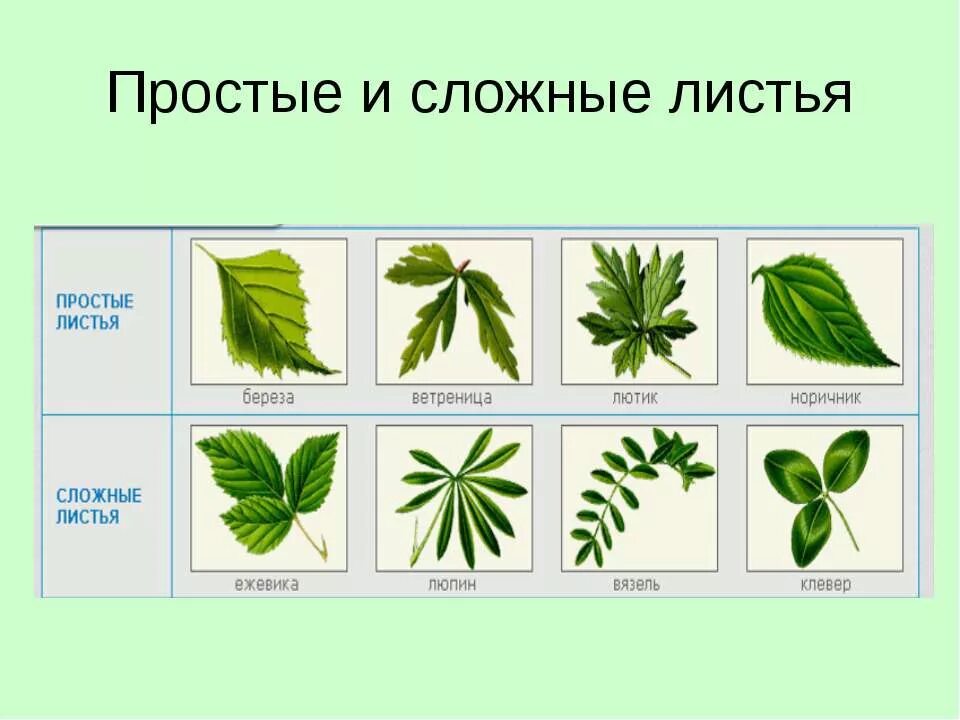 Название структуры листа