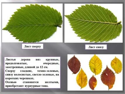Название листа по фото