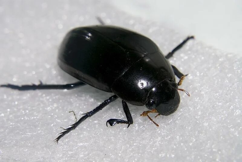 зеленый жук бронзовка. жук большой черный водолюб. смоляно бурый хрущак. жучки большие. жук толстяк чернотелка.