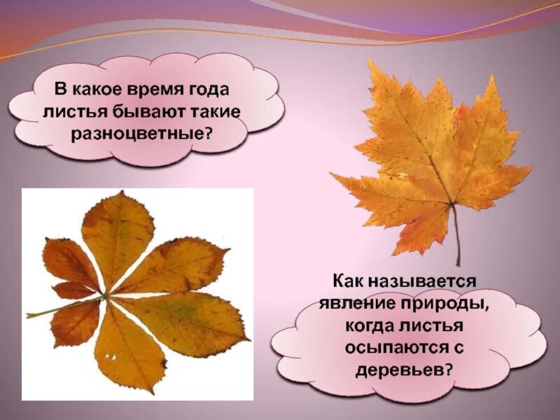 Осенние листья прилагательные. Время года когда листья. Листья какие прилагательные. Какие бывают листья осенью прилагательные. Какие бывают разноцветные листья.