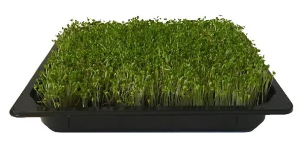 Микрозелень в лотке. Лоток п/п 187×137×36мм прозрачный (д/выращивания микрозелени) 187600 х480. Лоток для микрозелени 250 мл. Лоток для микрозелени 750.