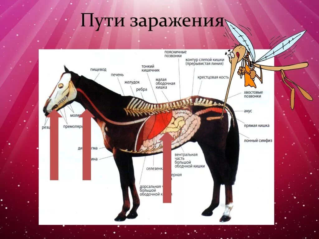 Сап лошадей. Инан лошадей возбудитель. инфекционная анемия лошадей (инан). инфекционная анемия лошадей патогенез.