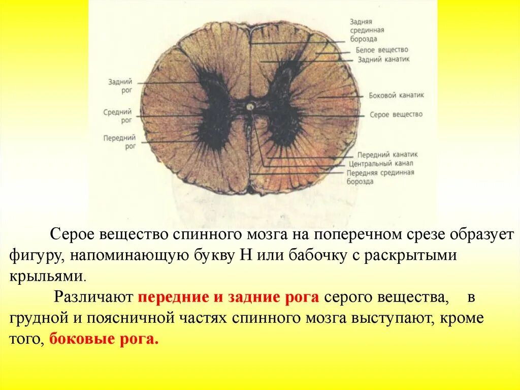 Серое вещество мозга состоит. Чем образовано серое вещество спинного мозга 9. Функции серого и белого вещества спинного мозга таблица 8. Чем образовано серое вещество спинного мозга 9. Серое вещество спинного мозга состоит из.