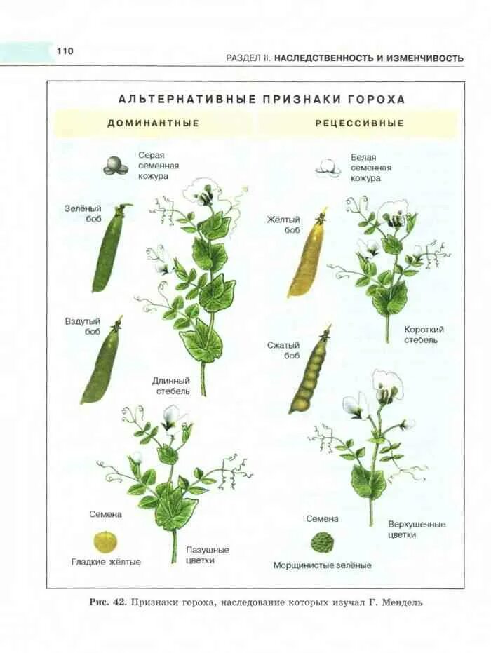 Альтернативные признаки гороха. Наследование признака гороха. Альтернативные признаки гороха Менделя. Признаки гороха посевного. Чистые линии с альтернативными признаками