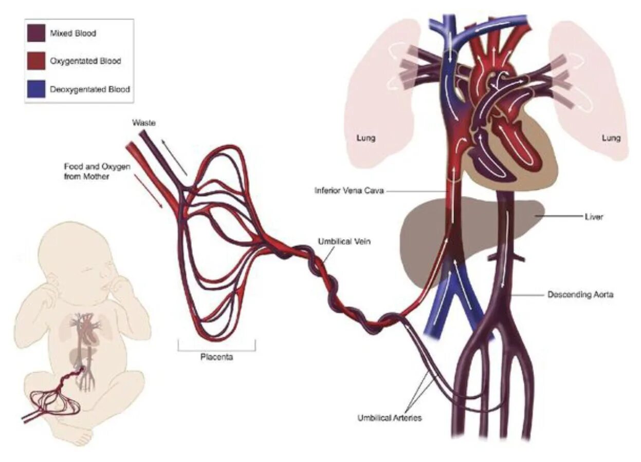 Беременность при заболеваниях сердечно сосудистой системы. Особенности сердечно сосудистой системы у беременной. Изменения со стороны ссс при беременности. Изменения сердечно сосудистой системы у беременных. Изменения в сердечно-сосудистой системе при беременности.