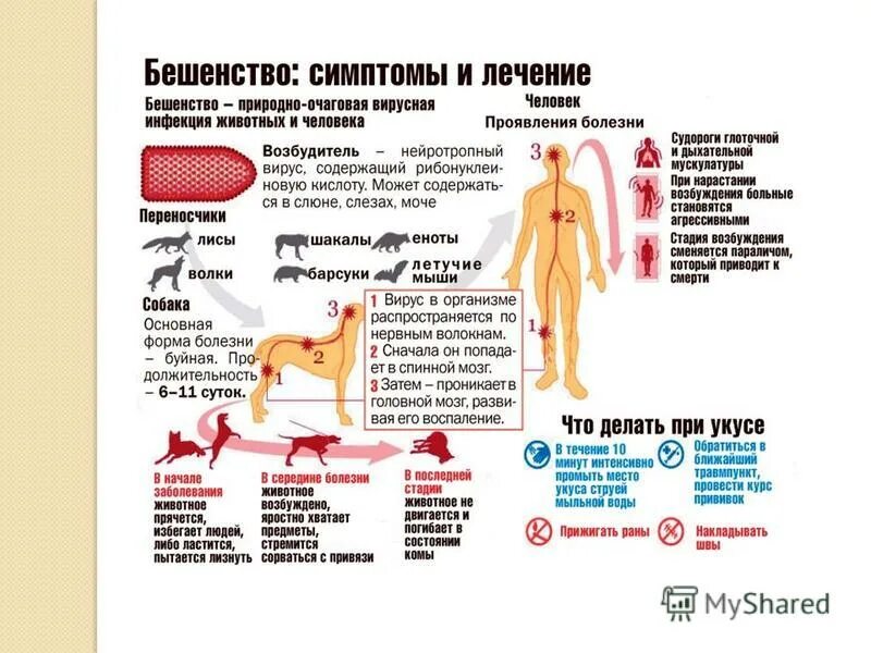 Бешенство у кошки признаки и симптомы. Бешенство симптомы и переносчики болезни. Вирус бешенства симптомы. Бешенство у человека лечится. Симптомы признаков бешенства.