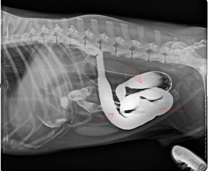 D0 91 d0 b5 d0 b6. Непроходимость кишечника у собаки рентген. Кишечная непроходимость у кошки рентген. Непроходимость кишечника у кота рентген. Рентген инвагинации кишечника у собаки.