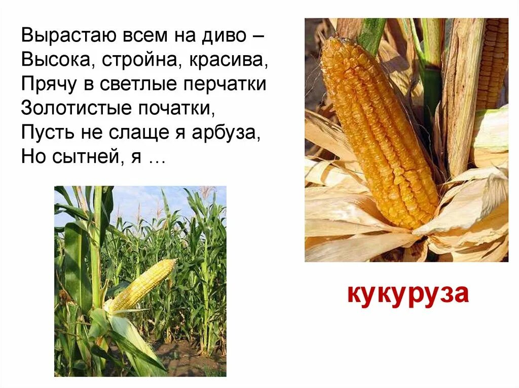Сообщение про культурное растение 7 класс. Загадка про кукурузу. стих про кукурузу. кукуруза культурное растение. загадка про кукурузу для детей.