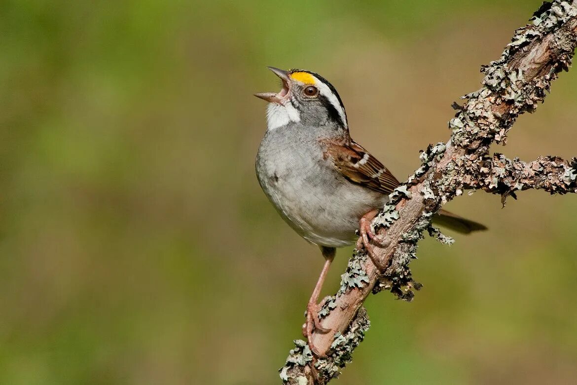 Пение птицы 5 букв. Lasser Whitethroat птица хищная. Cuffia Horka Sparrow. Turdus albicollis. White Sparrows.