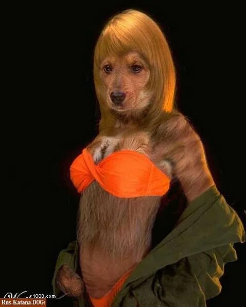 Видео с хаски арни. Девушка переоделась в собаку. Человек с собакой. Ирина шейк фотосессия с доберманом. Группа serebro 2022.