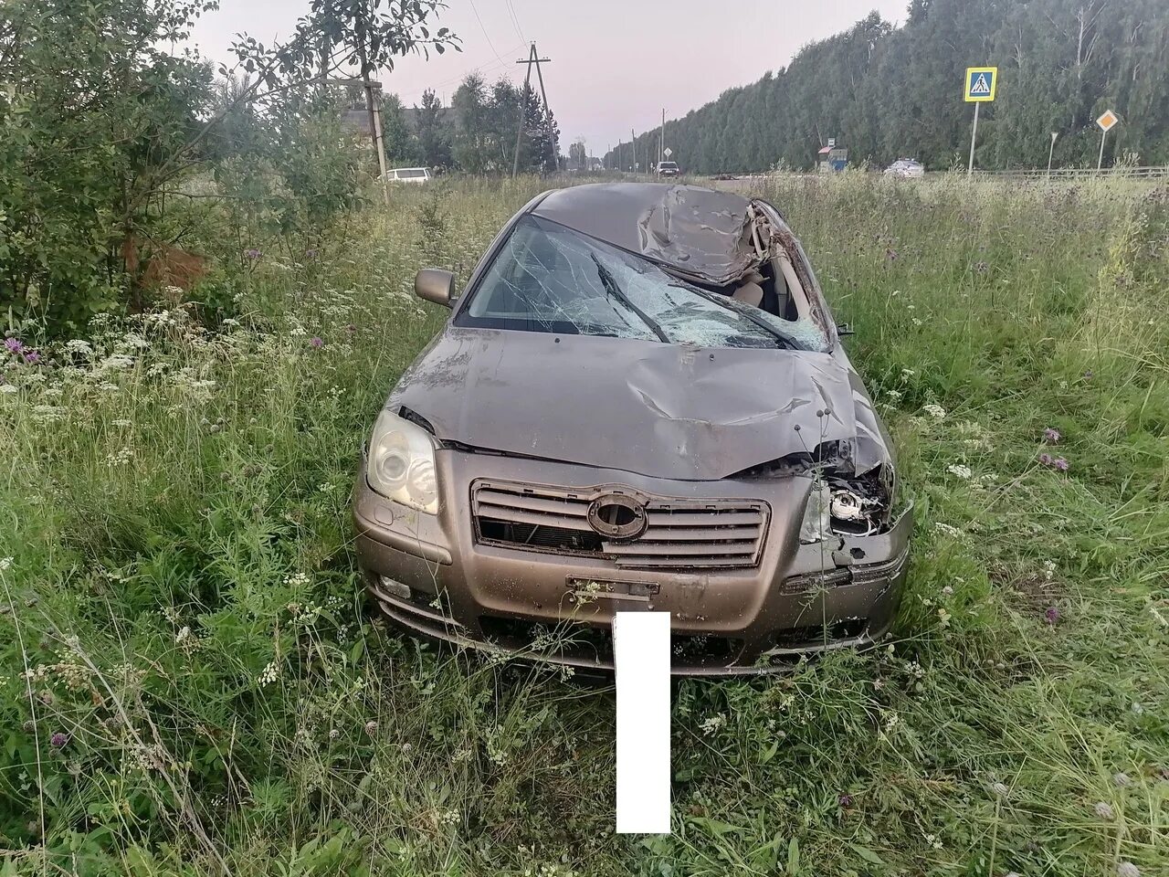 Чп енисейский