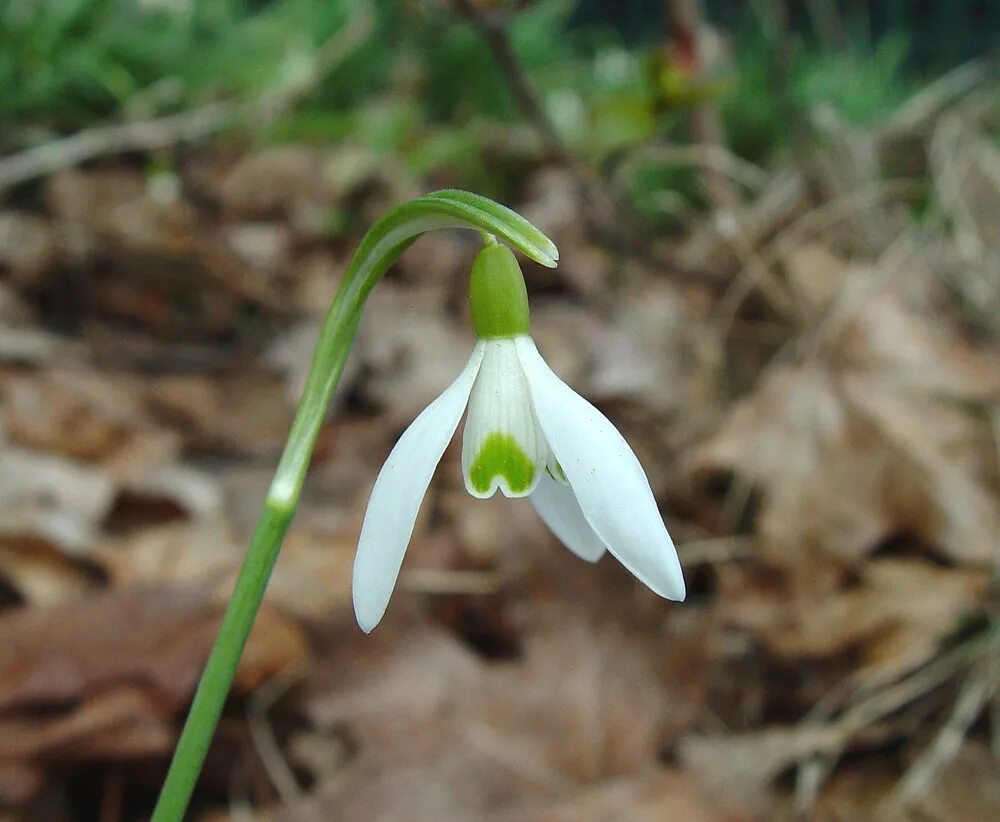 Галантус цветок фото и описание. Подснежник Галантус. Galanthus nivalis 'Hippolyta'. Подснежник Нивалис. Первоцветы галантусы.