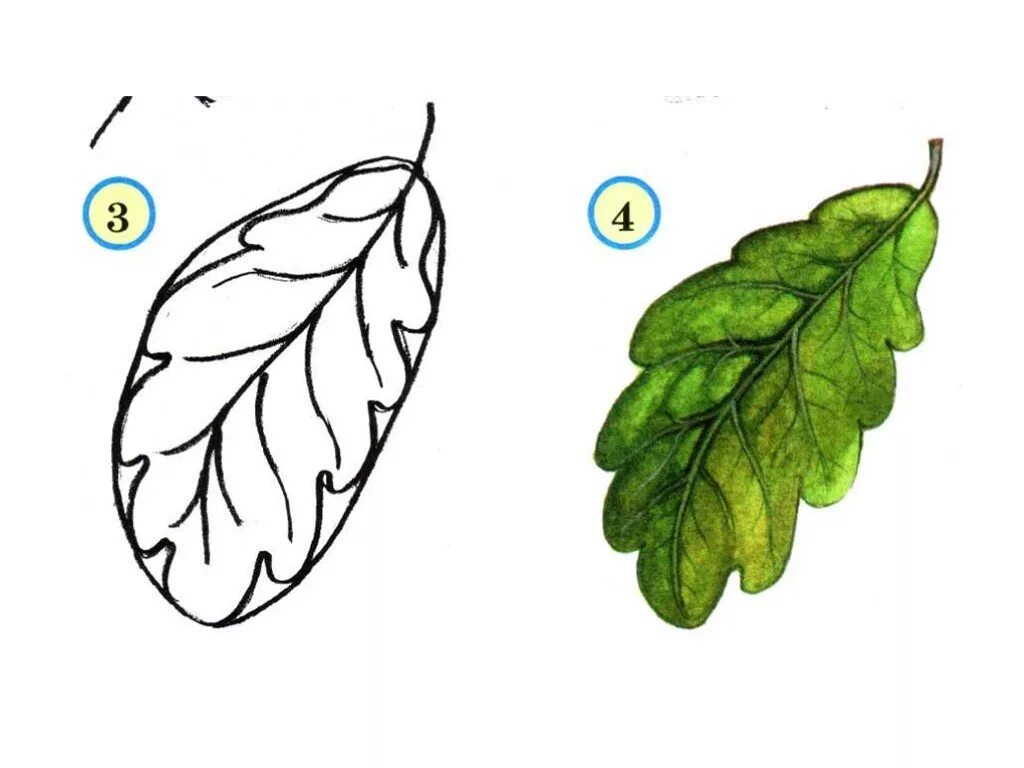Дубовый лист пошагово. Листья дуба с натуры. Пошаговое рисование листьев. Рисование листьев 1 класс. Лист для первого класса