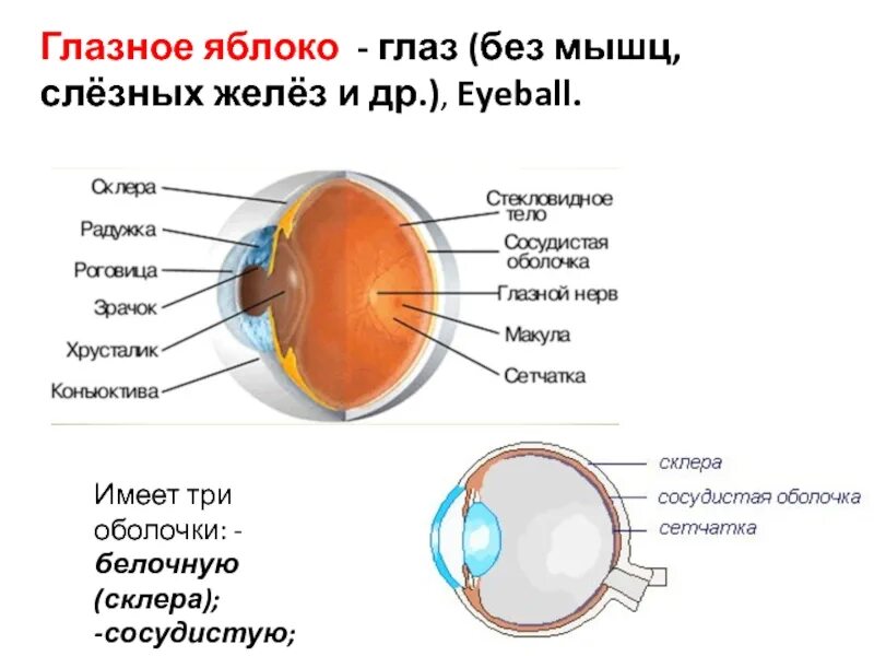 Рассмотрите белочную оболочку определите ее цвет. Оболочки глазного яблока белочная сосудистая. Оболочки глазного яблока колбочки и палочки. Палочки сетчатка белочная оболочка сосудистая оболочка. Оболочки глаза белочная сосудистая сетчатка.