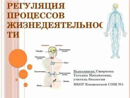 К предложенным способам регуляции процессов жизнедеятельности подберите