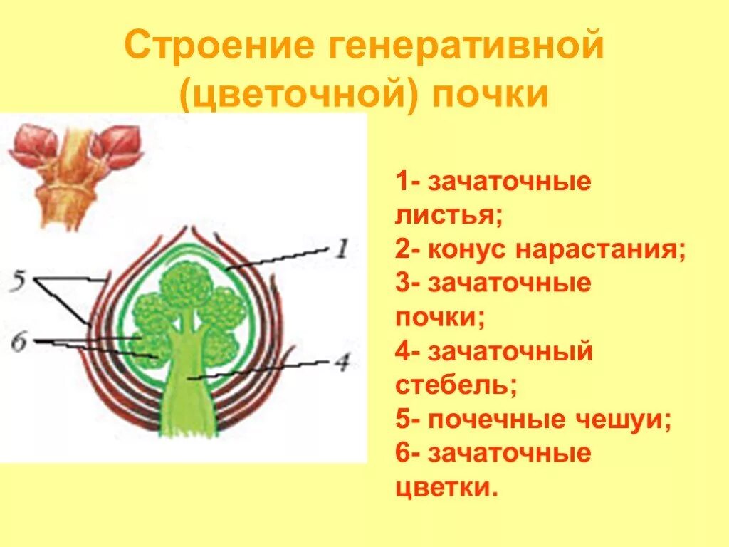 Какая ткань обеспечивает развитие почки. Строение генеративной почки рисунок. Строение генеративной почки 6 класс. Строение генеративной почки биология. Биология строение почек вегетативная.