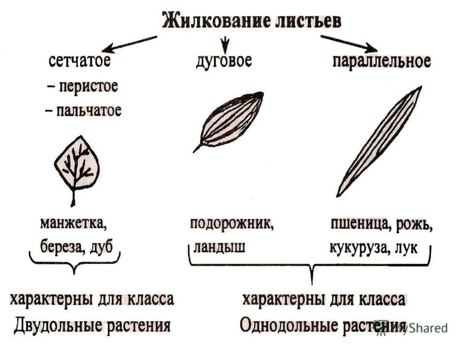 Система лист. Типы жилкования листьев 6 класс биология. типы жилкования листьев 6 класс таблица. жилкование листьев 6 класс биология. биология таблица внешнее строение листа.