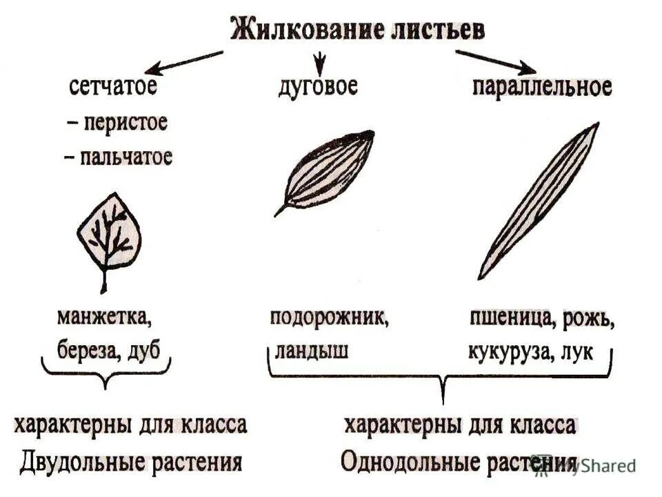 Лист жилка корень. Строение листа Тип жилкования. Типы жилкования листьев таблица. Типы жилкования листьев 6 класс биология. Внешнее строение листовой пластинки.