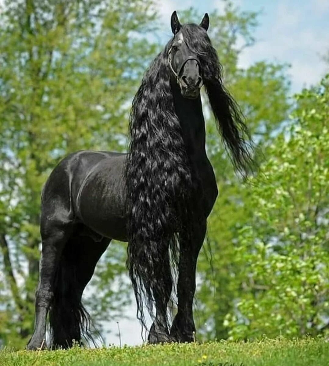 Лошадь породы фриз. Фриз Фризская лошадь. Пегая Фризская лошадь. Фредерик Великий Фризская лошадь.