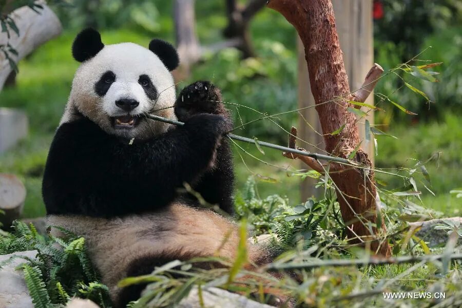 Panda n